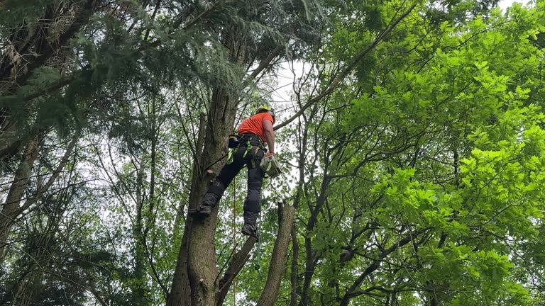 Best Leaf Removal  in USA